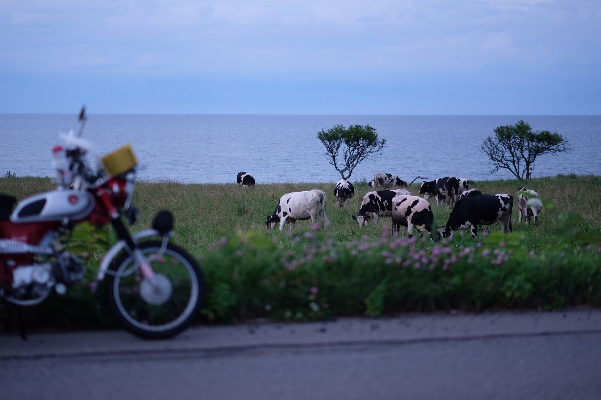 夕暮れの牧草地と牛の群れ